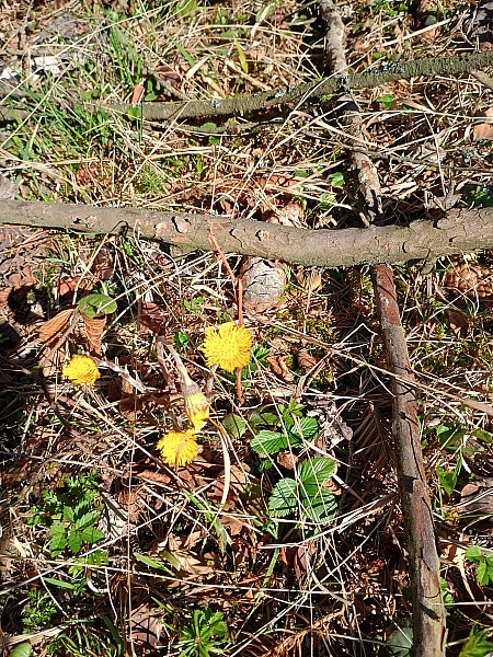 t_IMG_20250404_093704855_HDR.jpg